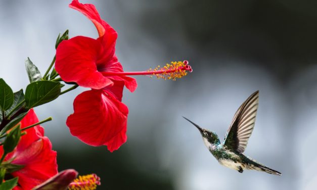 Thà Làm Phiến Đá Cô Đơn