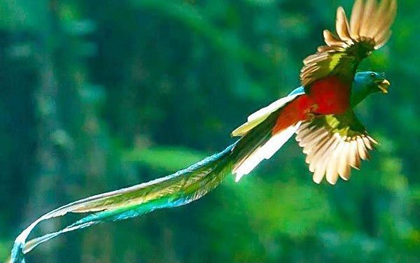 Khắc Khoải Tơ Trời