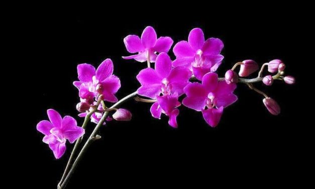 Thắm Lại Hương Yêu