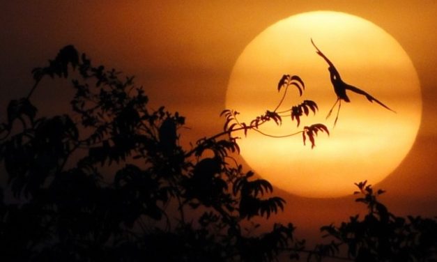 Trăn Trở Trong Đêm