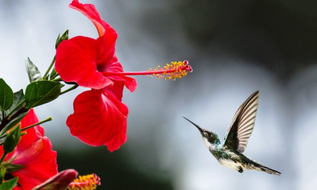 Kết Nghĩa Thân Tình