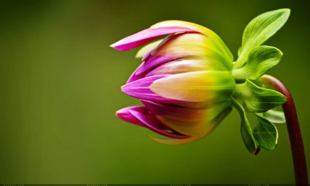 Mong Sáng Lạng Ngày Mơi