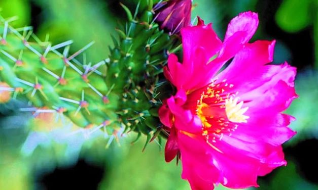 Một Thời Lãng Quên