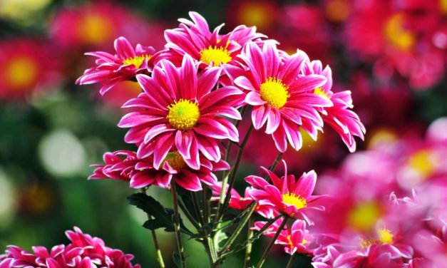 Lạc Mộng Sầu Quyên