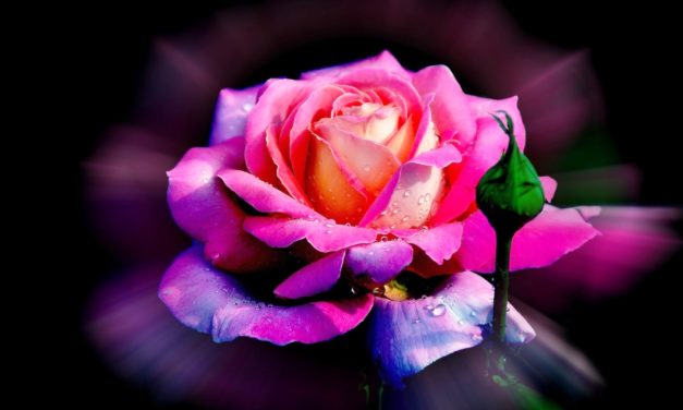 Trách Anh Sao Nỡ Phụ Tình