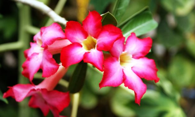 Tình Vỡ Mộng Tan