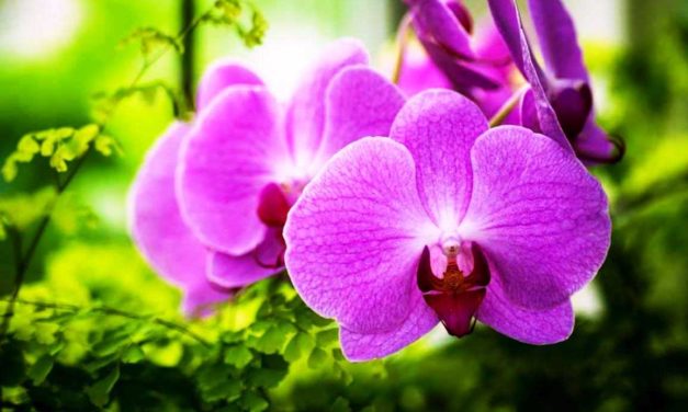 Tình Mãi Lụy Vương