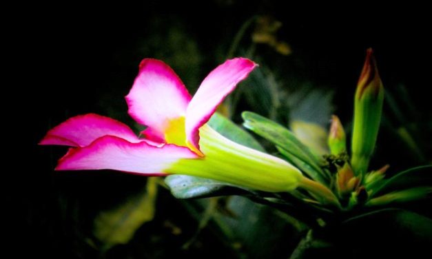 Tình Như Mây Khói