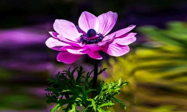 Khập Khễnh Duyên Trần