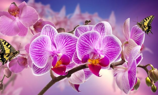 Nỗi Sầu Tâm Tư