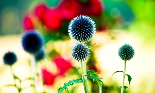 Hoài Niệm Tình Xưa