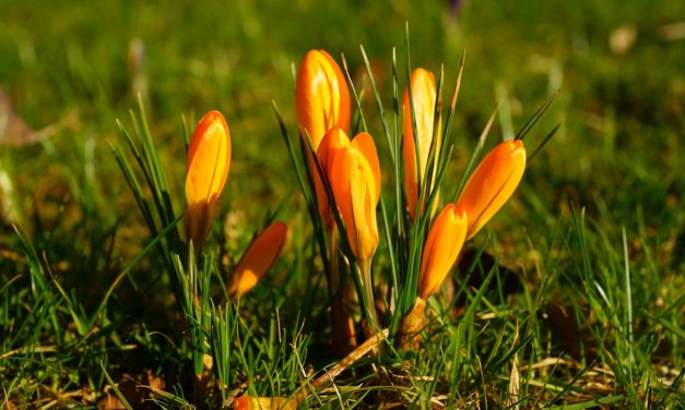 Nhánh Cỏ Lạc Loài