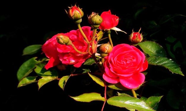 Quãng Đời Vé Số Cầm Tay