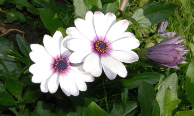 Mộng Ngày Đoàn Viên