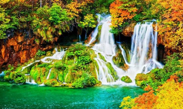 Thạch Đá Và Hoa Tử Đằng