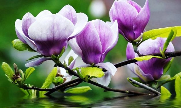 Tháng Tám Sầu Khơi