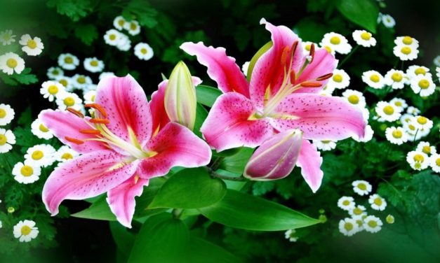 Tơ Hồng Hụt Hẫng