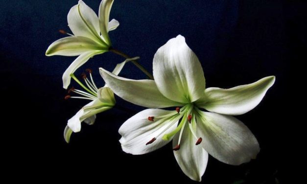 Viếng Mộ Đầu Xanh