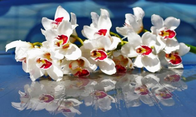 Chuyện Tình Gió Và Mây