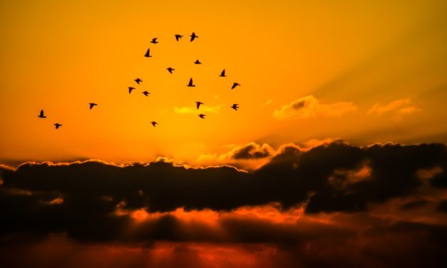 Miên Man Dưới Bóng Tà Huy